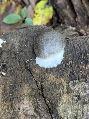 Reticularia splendens