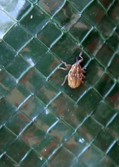 Trichosirocalus troglodytes