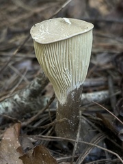 Ampulloclitocybe