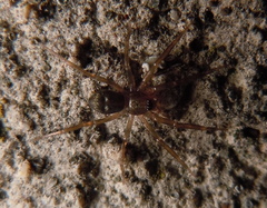 Sagana rutilans