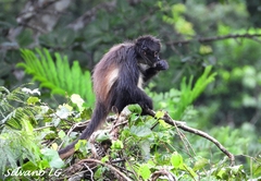 Ateles geoffroyi