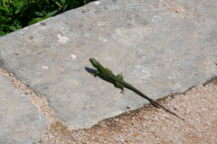 Timon lepidus ibericus