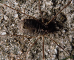 Lacinius