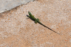 Timon lepidus ibericus