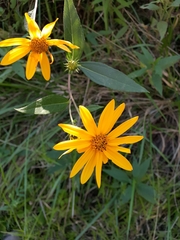 Helianthus hirsutus