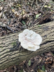 Trametes gibbosa