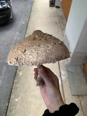 Macrolepiota procera