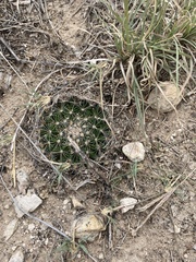 Mammillaria heyderi