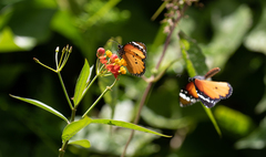 Danaus chrysippus chrysippus