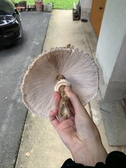 Macrolepiota procera