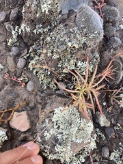 Phemeranthus confertiflorus