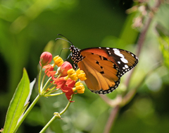 Danaus chrysippus chrysippus