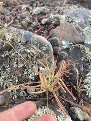 Phemeranthus confertiflorus