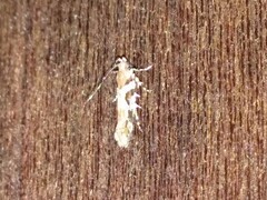 Aristotelia roseosuffusella