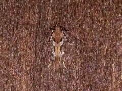 Aristotelia roseosuffusella