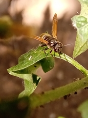 Brachygastra lecheguana