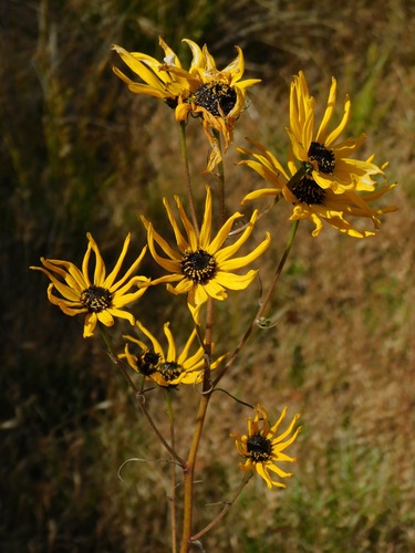 Helianthus angustifolius