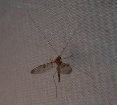 Macrocera