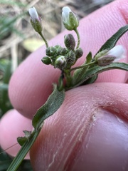 Capsella bursa-pastoris