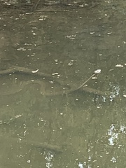 Nerodia erythrogaster