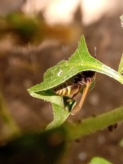 Brachygastra lecheguana