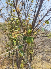 Dombeya rotundifolia