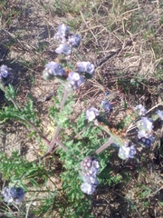 Phacelia artemisioides