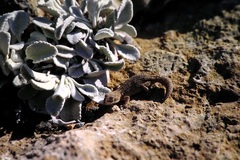 Mediodactylus orientalis