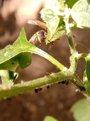 Brachygastra lecheguana