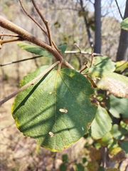 Dombeya rotundifolia