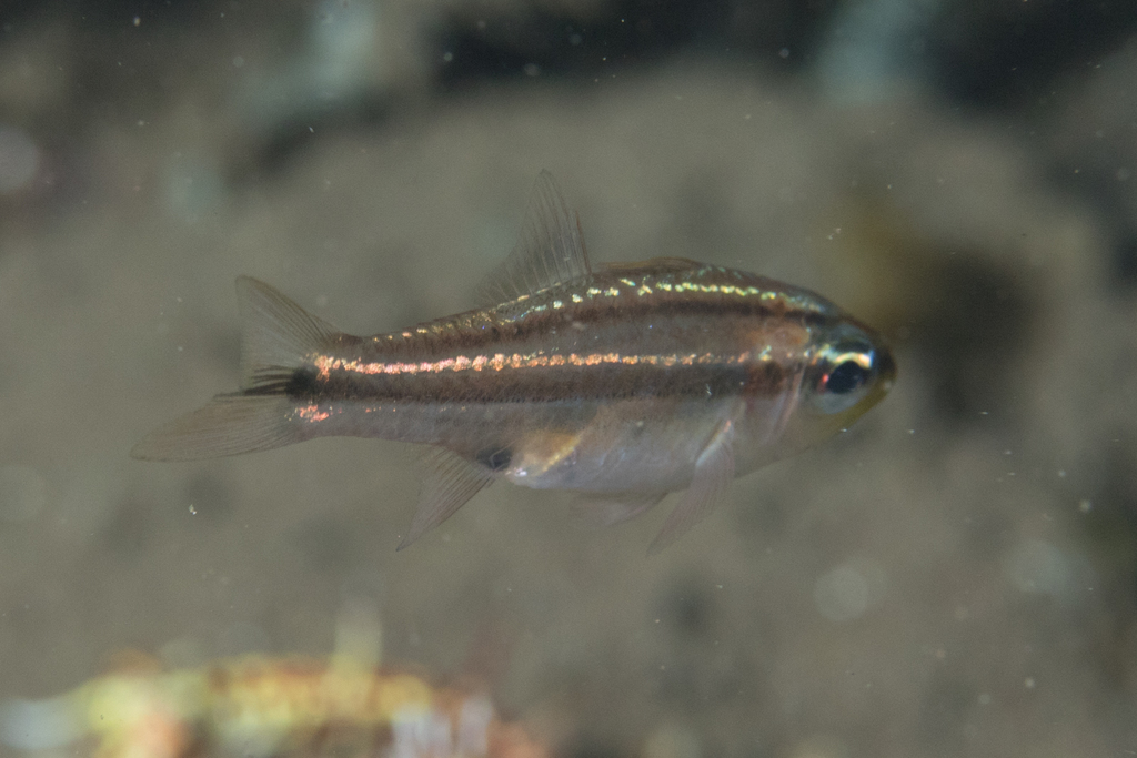 Bryx Cardinalfish