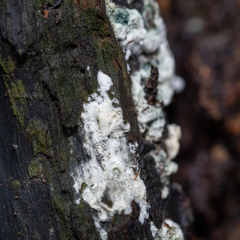 Trichoderma viride