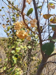 Dombeya rotundifolia