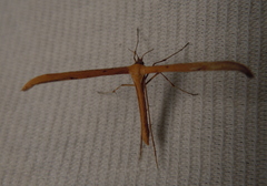 Emmelina