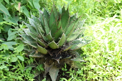 Agave horrida