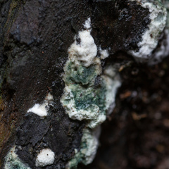 Trichoderma viride