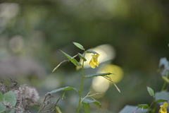 Impatiens pallida