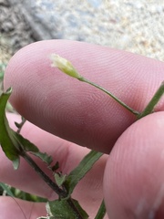 Capsella bursa-pastoris
