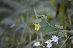 Impatiens pallida