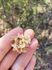 Dombeya rotundifolia