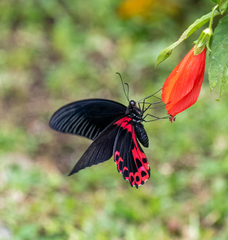 Papilio rumanzovia