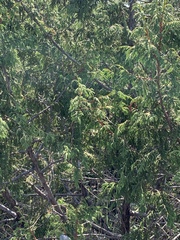 Juniperus poblana