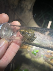 Phrynobatrachus natalensis