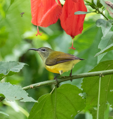 Aethopyga guimarasensis