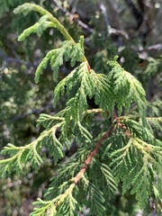 Juniperus poblana