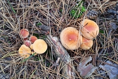 Hypholoma