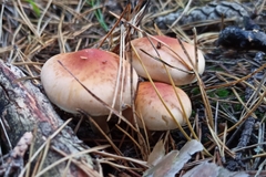 Hypholoma