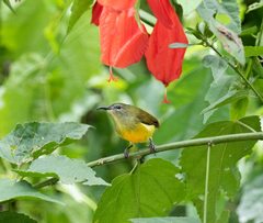 Aethopyga guimarasensis