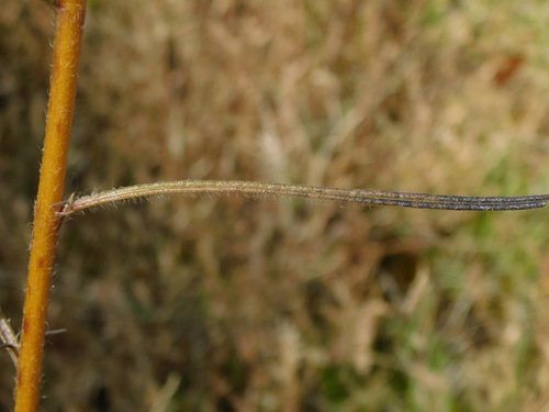 Helianthus angustifolius