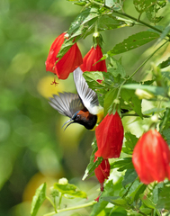 Aethopyga guimarasensis